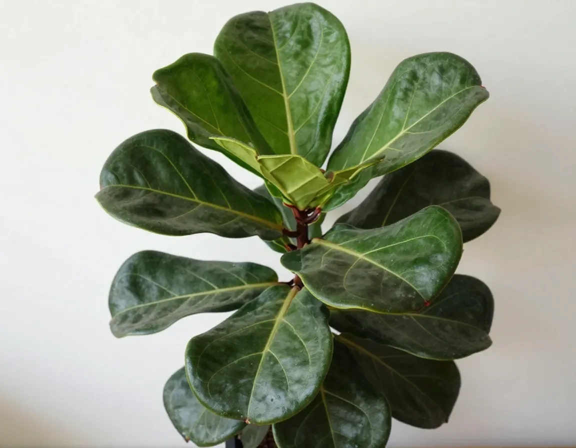 Fiddle Leaf Fig houseplant with large glossy leaves